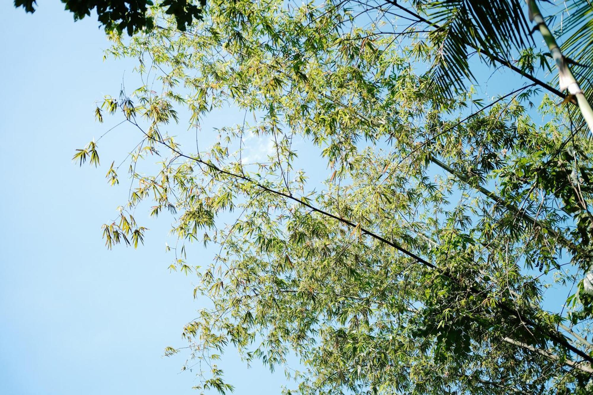 Treehouse De Valentine Villa Balamban Bagian luar foto